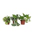 Tropische planten - Set van 3 - Philodendron Epipremnum - Hoogte 25-40cm - ⌀12cm