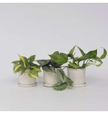 Tropische planten - Set van 3 - Philodendron Epipremnum - Hoogte 25-40cm - ⌀12cm