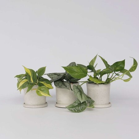 Tropische planten - Set van 3 - Philodendron Epipremnum - Hoogte 25-40cm - ⌀12cm
