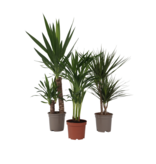 Set grote kamerpalmen - Set van 3 - Indoor Palmmix XL - Hoogte 70-90cm - ⌀17cm