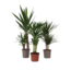 Set grote kamerpalmen - Set van 3 - Indoor Palmmix XL - Hoogte 70-90cm - ⌀17cm