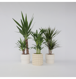 Set grote kamerpalmen - Set van 3 - Indoor Palmmix XL - Hoogte 70-90cm - ⌀17cm