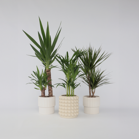 Set grote kamerpalmen - Set van 3 - Indoor Palmmix XL - Hoogte 70-90cm - ⌀17cm