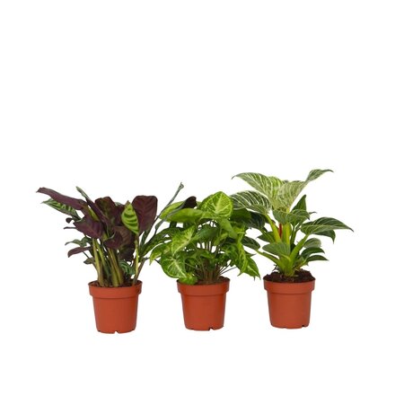 Tropische kamerplanten - Set van 3 - Hoogte 25-40cm - ⌀12cm