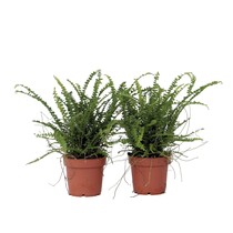Krulvaren - Set van 2 - Nephrolepis 'Duffii' - Hoogte 25-40cm - ⌀12cm
