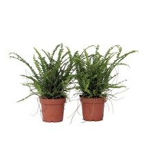 Krulvaren - Set van 2 - Nephrolepis 'Duffii' - Hoogte 25-40cm - ⌀12cm
