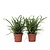 Krulvaren - Set van 2 - Nephrolepis 'Duffii' - Hoogte 25-40cm - ⌀12cm