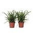 Krulvaren - Set van 2 - Nephrolepis 'Duffii' - Hoogte 25-40cm - ⌀12cm