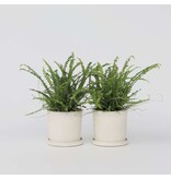 Krulvaren - Set van 2 - Nephrolepis 'Duffii' - Hoogte 25-40cm - ⌀12cm