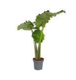 Olifantsoor - Alocasia 'Portodora' - Hoogte 110-120cm - ⌀32cm