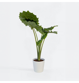Olifantsoor - Alocasia 'Portodora' - Hoogte 110-120cm - ⌀32cm