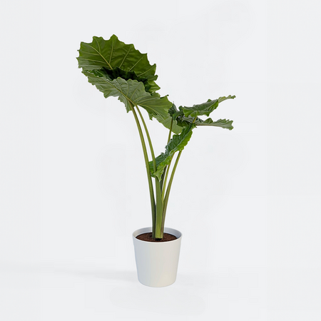 Olifantsoor - Alocasia 'Portodora' - Hoogte 110-120cm - ⌀32cm