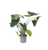 Olifantsoor - Alocasia 'Zebrina' - Hoogte 140-150cm - ⌀32cm