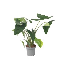 Olifantsoor - Alocasia 'Zebrina' - Hoogte 140-150cm - ⌀32cm