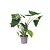 Olifantsoor - Alocasia 'Zebrina' - Hoogte 140-150cm - ⌀32cm