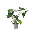 Olifantsoor - Alocasia 'Zebrina' - Hoogte 140-150cm - ⌀32cm