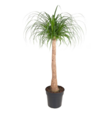 Olifantspoot - Beaucarnea 'recurvata' - Hoogte 120-130cm - ⌀32cm