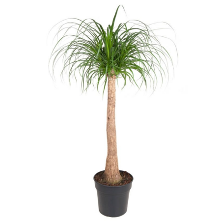 Olifantspoot - Beaucarnea 'recurvata' - Hoogte 120-130cm - ⌀32cm