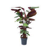 Pauwenplant - Calathea 'Oppenheimiana' - Hoogte 120-130cm - ⌀27cm