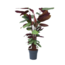 Pauwenplant - Calathea 'Oppenheimiana' - Hoogte 120-130cm - ⌀27cm