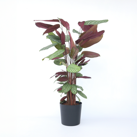 Pauwenplant - Calathea 'Oppenheimiana' - Hoogte 120-130cm - ⌀27cm