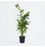 Vinnetjespalm - Vissenstaartpalm - Caryota mitis - Hoogte 120-130cm - ⌀27cm