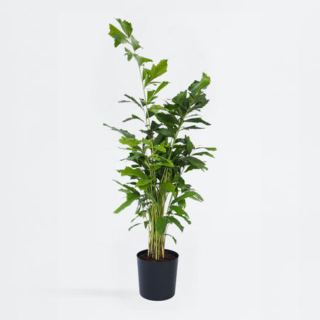 Vinnetjespalm - Vissenstaartpalm - Caryota mitis - Hoogte 120-130cm - ⌀27cm