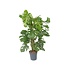 Gatenplant - Monstera deliciosa - Hoogte 120-130cm - ⌀24cm