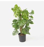 Gatenplant - Monstera deliciosa - Hoogte 120-130cm - ⌀24cm