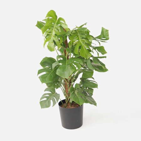 Gatenplant - Monstera deliciosa - Hoogte 120-130cm - ⌀24cm