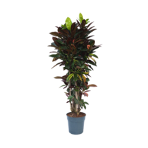 Croton - Codiaeum variegatum 'Mrs. Iceton' - Hoogte 140-150cm - ⌀31cm