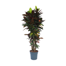 Croton - Codiaeum variegatum 'Mrs. Iceton' - Hoogte 140-150cm - ⌀31cm