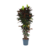 Croton - Codiaeum variegatum 'Mrs. Iceton' - Hoogte 140-150cm - ⌀31cm