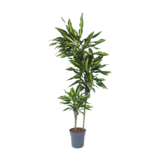 Drakenbloedboom - Dracaena fragrans 'Cintho' - Hoogte 140-150cm - ⌀24cm
