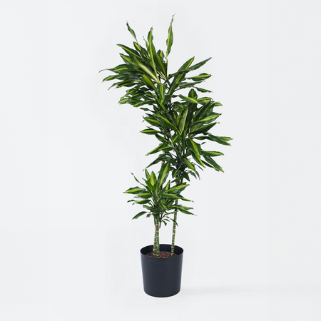 Drakenbloedboom - Dracaena fragrans 'Cintho' - Hoogte 140-150cm - ⌀24cm