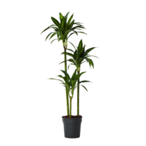 Drakenbloedboom - Dracaena 'Hawaiian Sunshine' - Hoogte 130-140cm - ⌀24cm