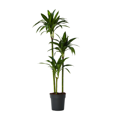 Drakenbloedboom - Dracaena 'Hawaiian Sunshine' - Hoogte 130-140cm - ⌀24cm
