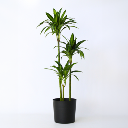 Drakenbloedboom - Dracaena 'Hawaiian Sunshine' - Hoogte 130-140cm - ⌀24cm