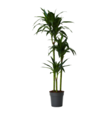 Drakenbloedboom - Dracaena deremensis 'Janet Craig' - Hoogte 140-150cm - ⌀24cm