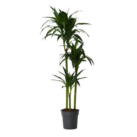 Drakenbloedboom - Dracaena deremensis 'Janet Craig' - Hoogte 140-150cm - ⌀24cm