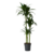 Drakenbloedboom - Dracaena deremensis 'Janet Craig' - Hoogte 140-150cm - ⌀24cm
