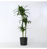 Drakenbloedboom - Dracaena deremensis 'Janet Craig' - Hoogte 140-150cm - ⌀24cm