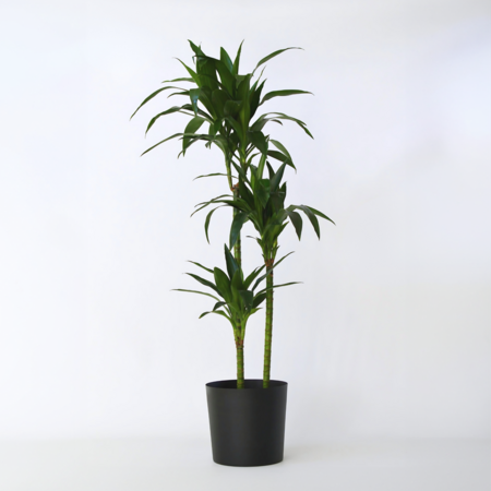 Drakenbloedboom - Dracaena deremensis 'Janet Craig' - Hoogte 140-150cm - ⌀24cm
