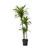 Drakenbloedboom - Dracaena 'Lemon Lime' - Hoogte 130-140cm - ⌀24cm