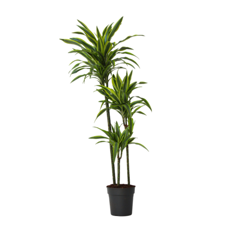Drakenbloedboom - Dracaena 'Lemon Lime' - Hoogte 130-140cm - ⌀24cm