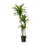 Drakenbloedboom - Dracaena 'Lemon Lime' - Hoogte 130-140cm - ⌀24cm