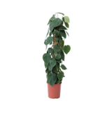 Philodendron - Philodendron scandens - Hoogte 150-160cm - ⌀27cm