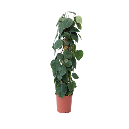 Philodendron - Philodendron scandens - Hoogte 150-160cm - ⌀27cm