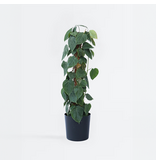 Philodendron - Philodendron scandens - Hoogte 150-160cm - ⌀27cm