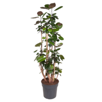 Aralia - Polyscias 'Fabian' - Hoogte 140-150cm - ⌀31cm